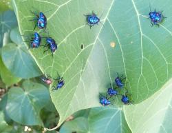 Nymphs of the hibiscus harlequin bug